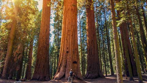 Hug a Sequoia